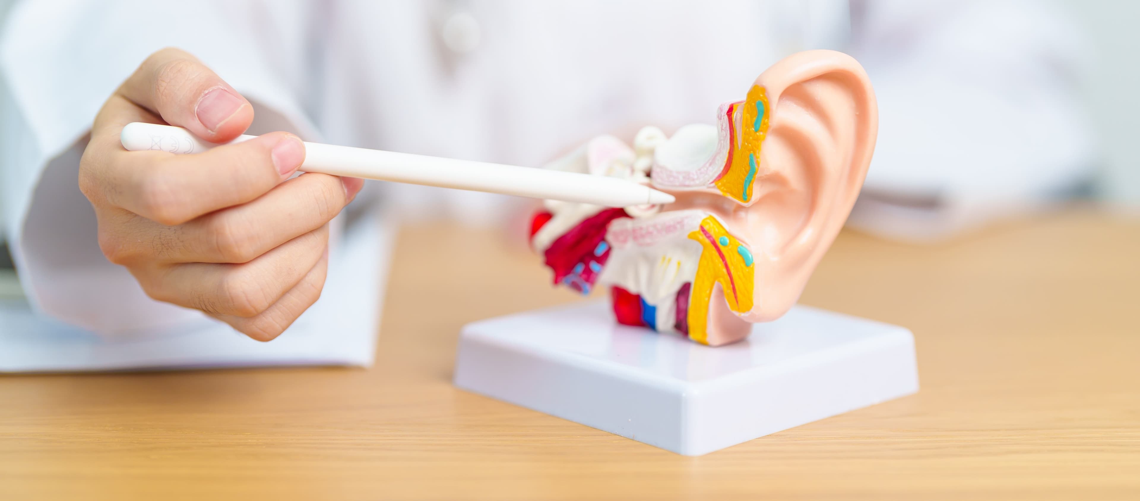 Doctor pointing to an anatomical ear model to explain tinnitus
