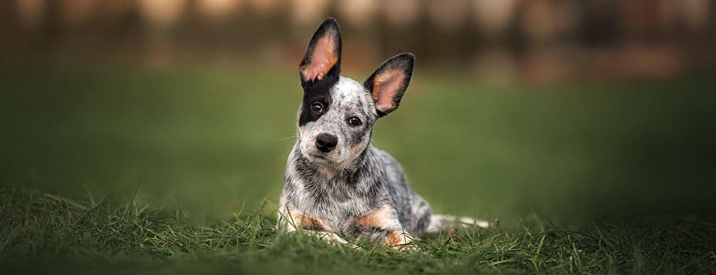 A puppy lying in grass with both ears turned upright toward a sound