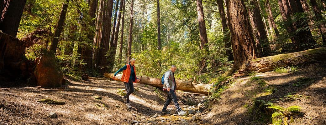 An older couple hiking across a stream in a sunlit redwood forest