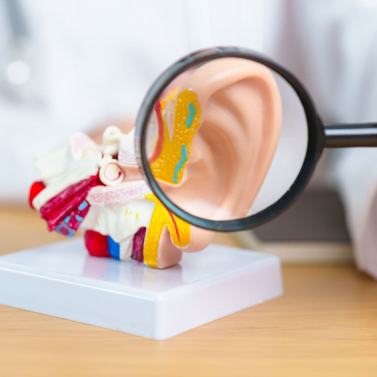 Model of the human ear viewed through a magnifying glass